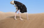 Ostrich-Head-In-Sand.jpg
